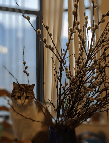 Pekoe, spring 2023