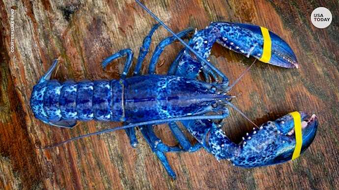a blue lobster