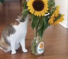 Pekoe, Autumn 2021