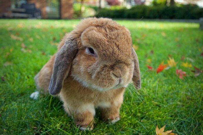 Holland_lop_rabbit-scaled