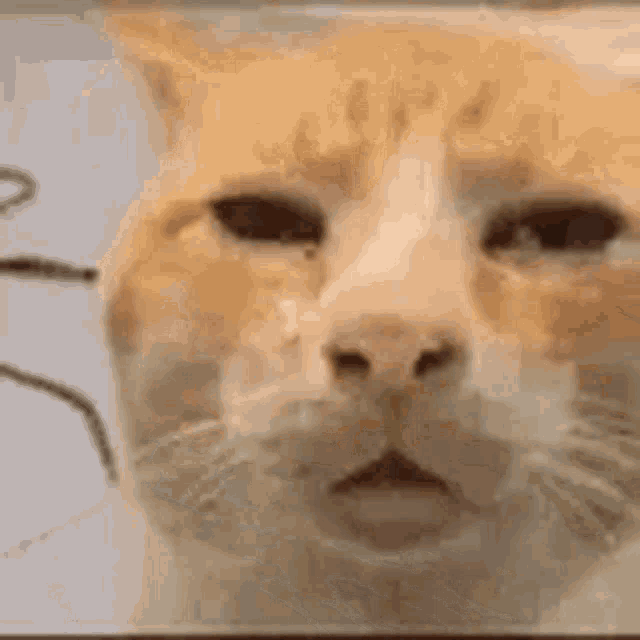 Huh Cat GIF - Huh Cat - Discover & Share GIFs