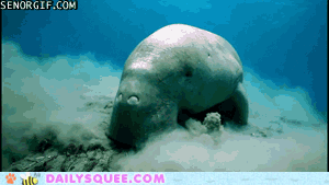 searching-for-snacks